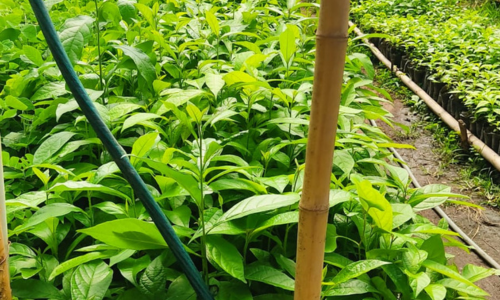 Vivero_10