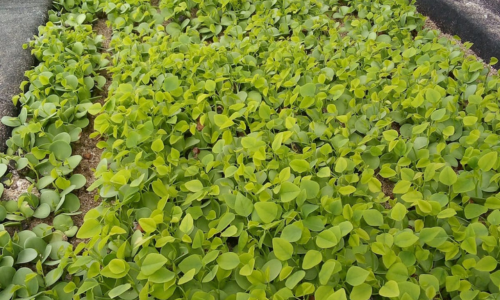 Vivero_12