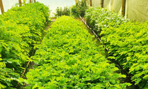 Vivero_13