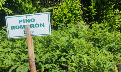Vivero_6