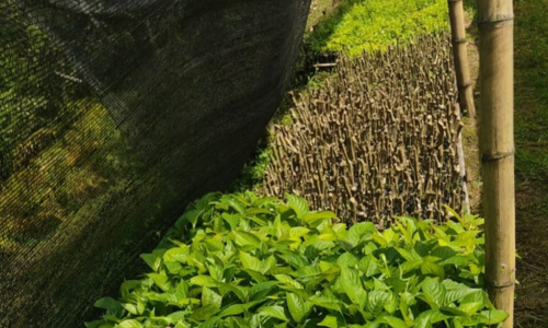 Vivero_8